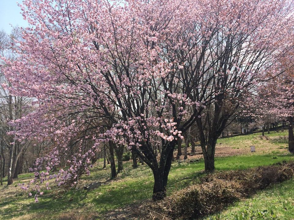 大峰高原の桜