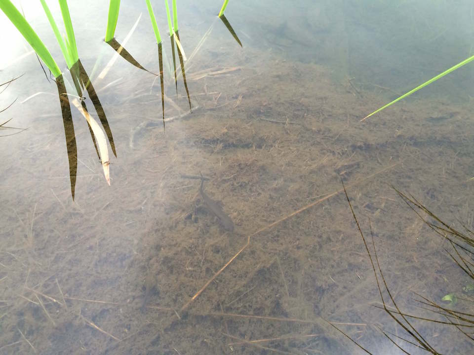 湿原を泳ぐイモリ