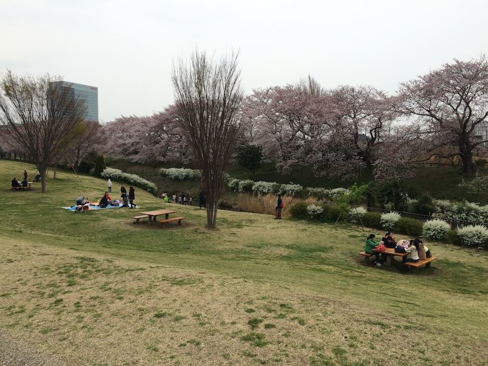三川公園の桜