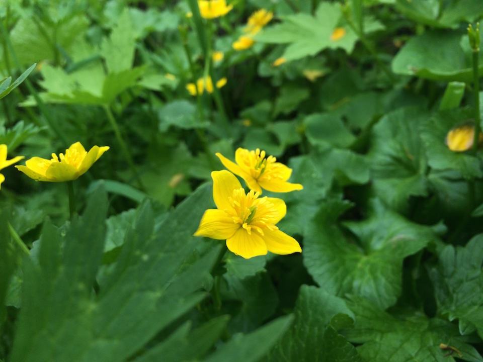 リュウキンカの黄色い花