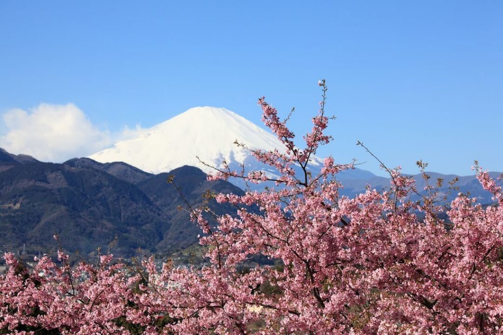 河津桜と富士山