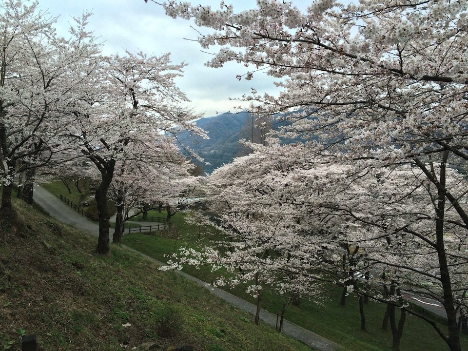 斜面の桜