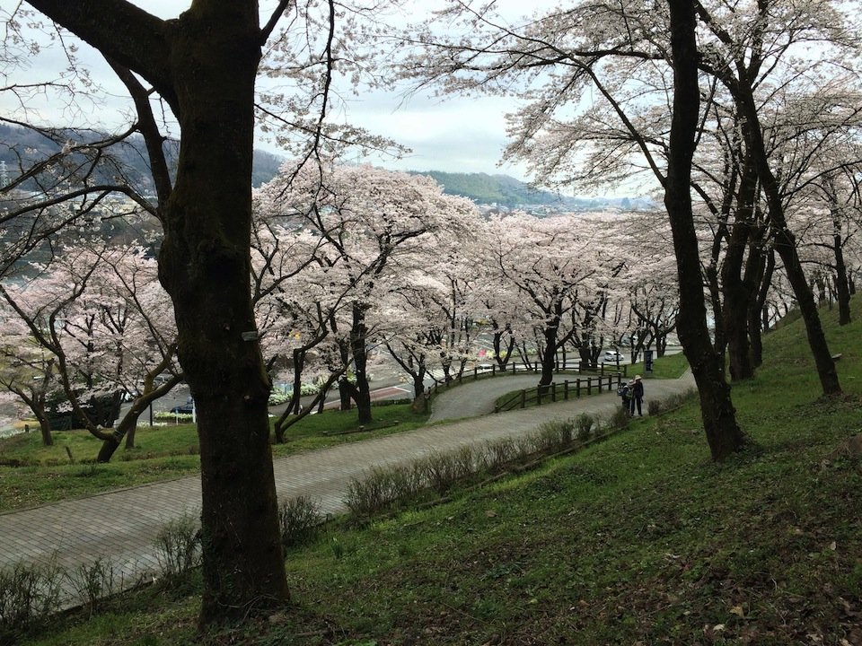散策路の桜