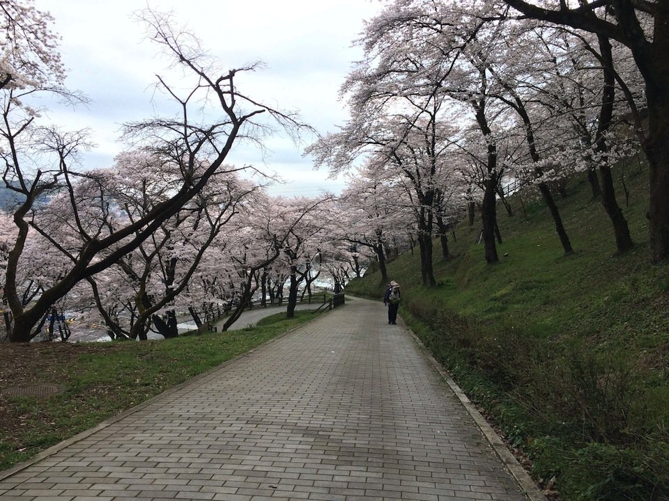 散策路の桜