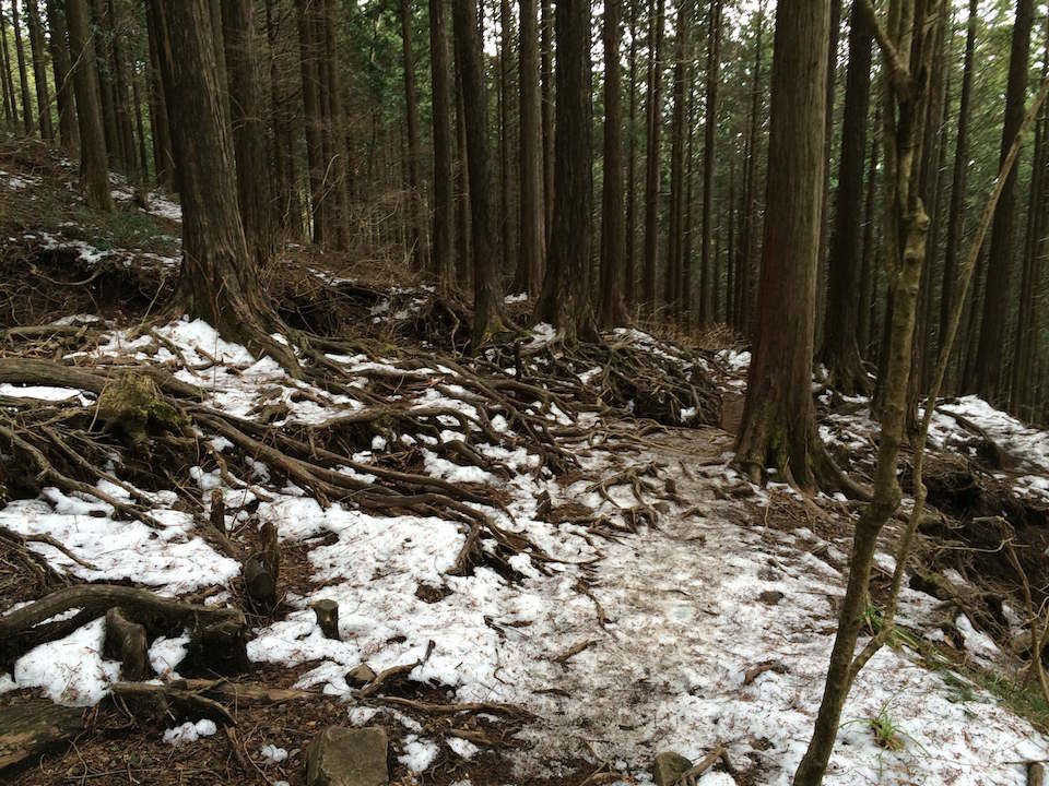 雪の残るヒノキ林