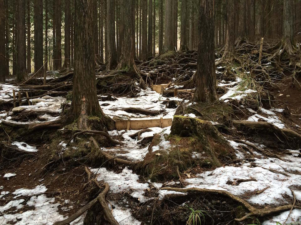 雪の残るヒノキ林