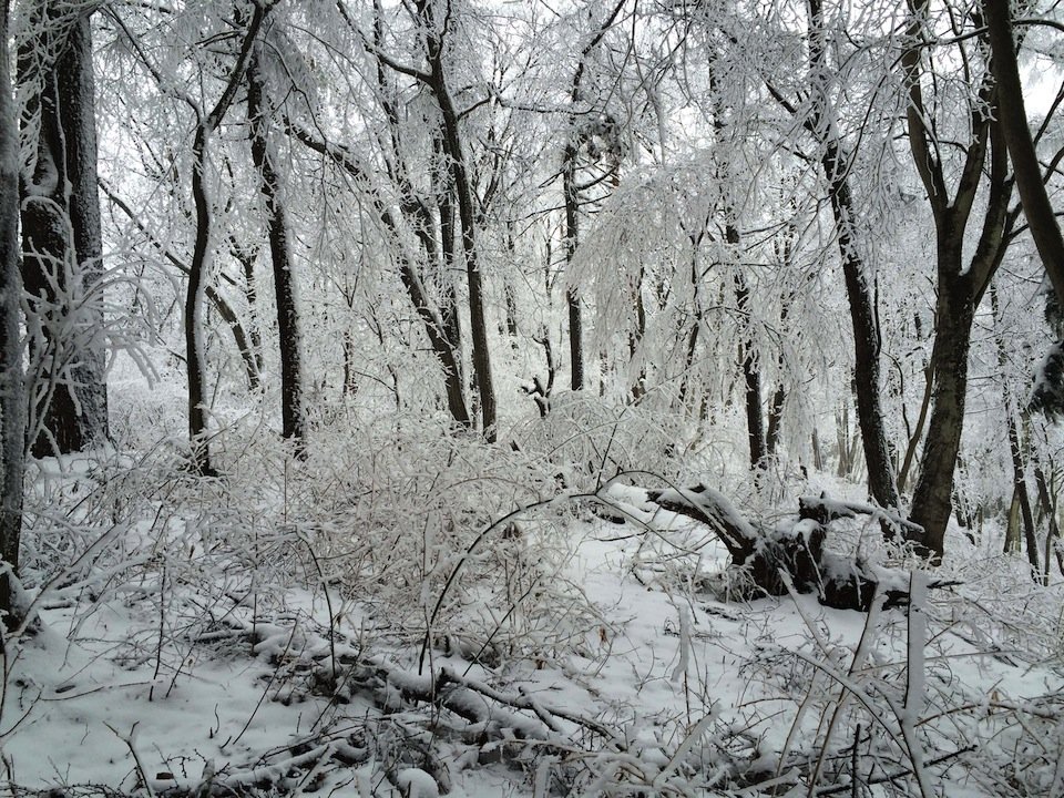 雪に覆われた林