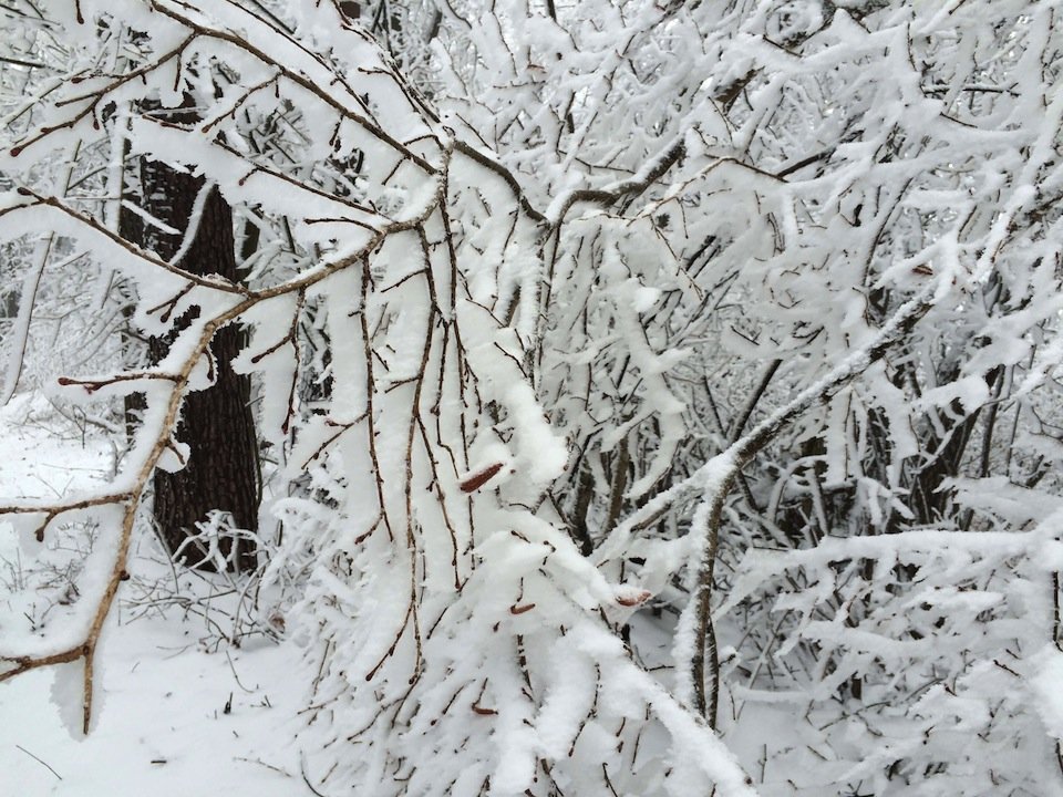 木の枝に付着した雪
