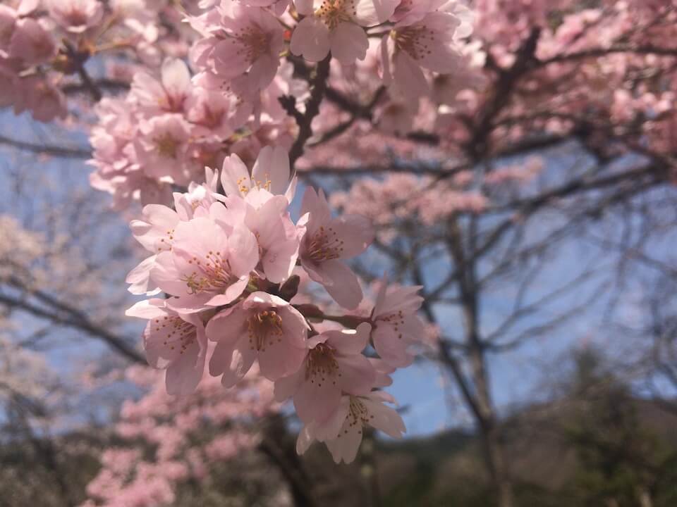 アオゲラの森の桜