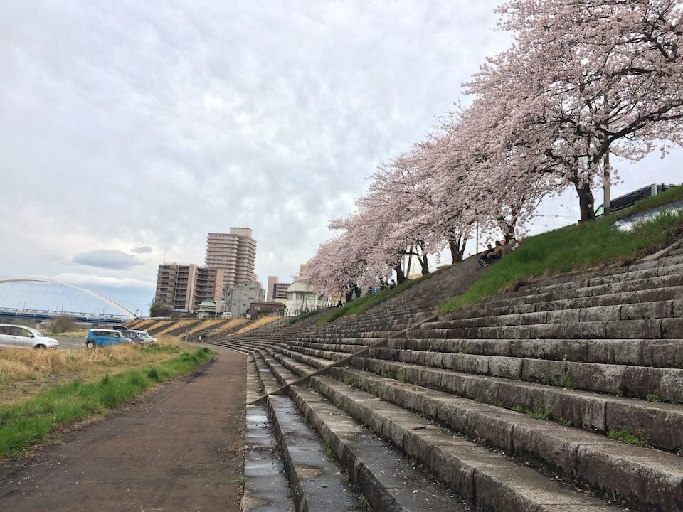 相模側沿いの桜