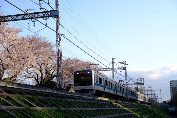 小田急線と桜