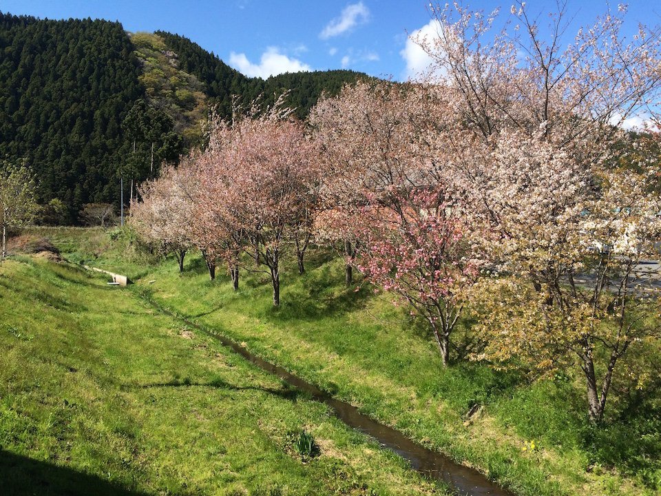 道の駅津山の桜