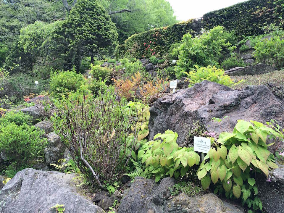 ロックガーデンの高山植物
