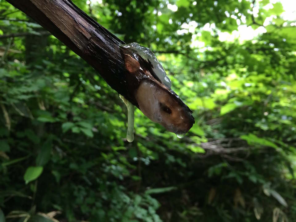 樹液の垂れる枝