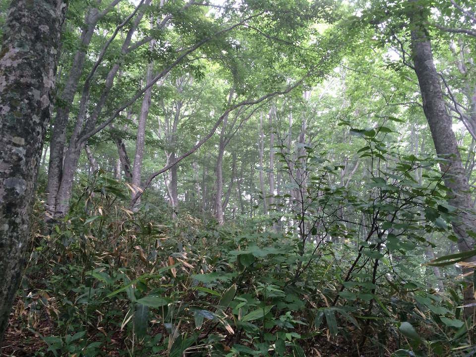 葉山のブナ林