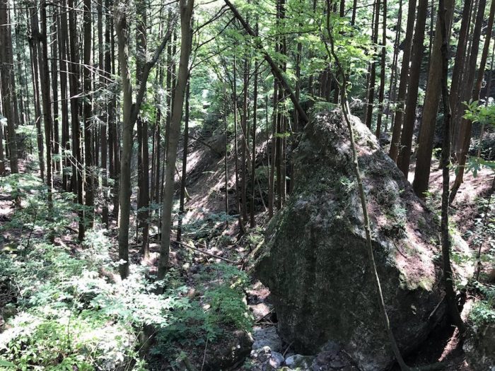伊豆ヶ岳の植林と巨大な岩