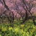 河津桜と菜の花