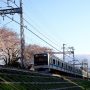 小田急線と桜